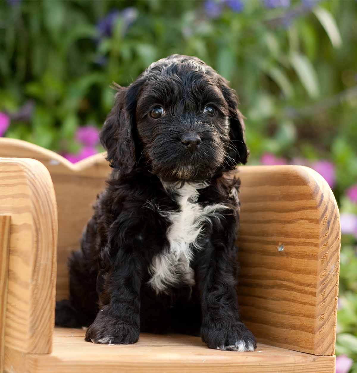 baby cockapoo puppies