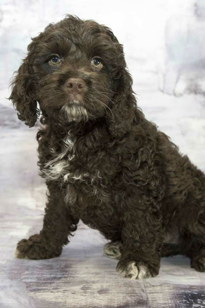 cocker spaniel poodle mix full grown