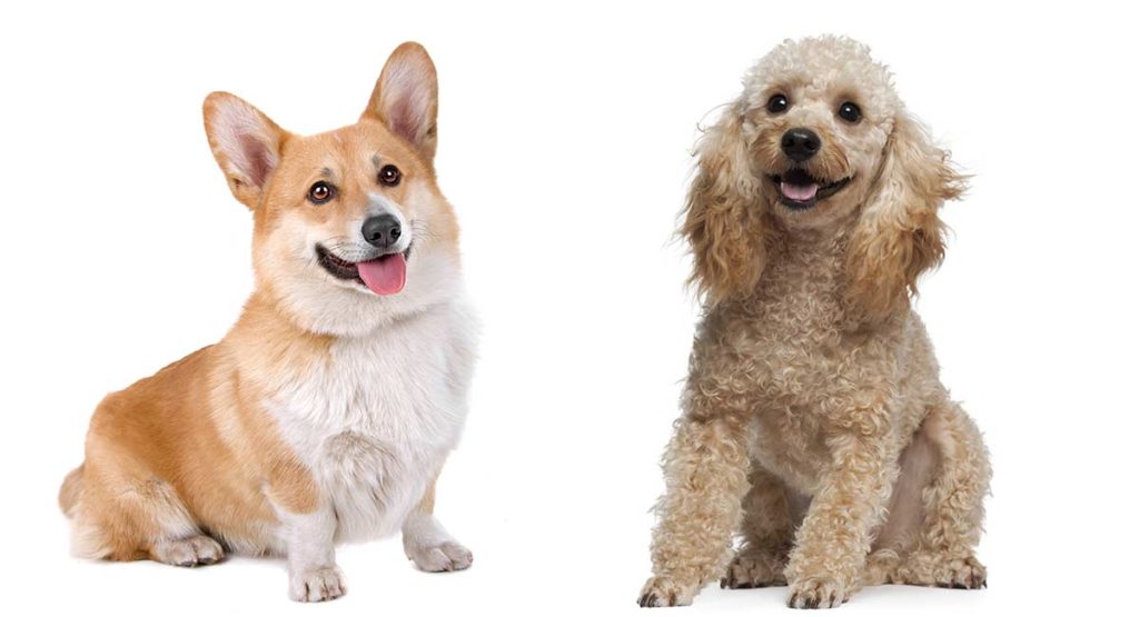 Toy poodle outlet and corgi mix