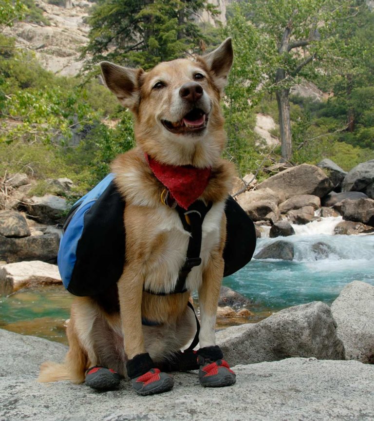 stylish dog walking boots