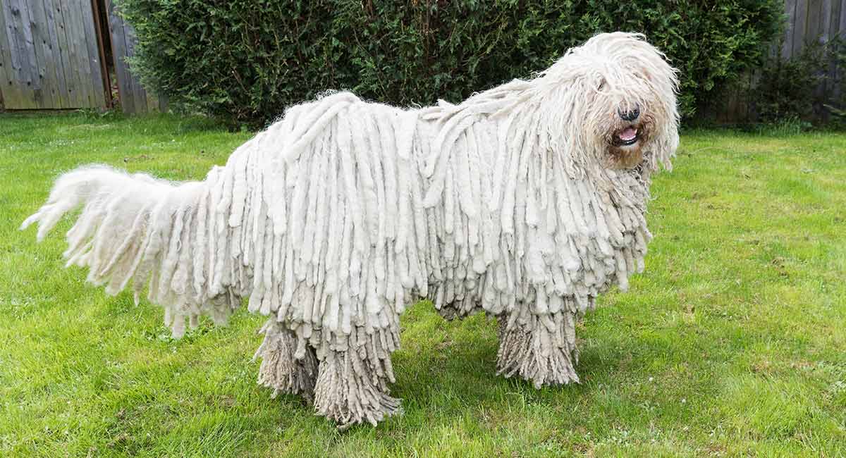 dogs with dreadlock coat