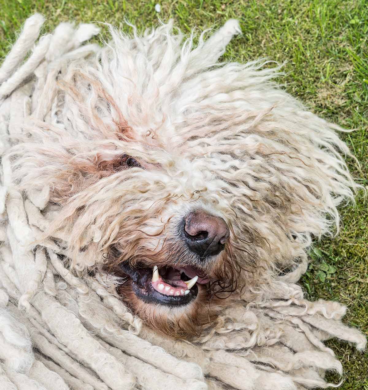 dogs with dreadlock coat