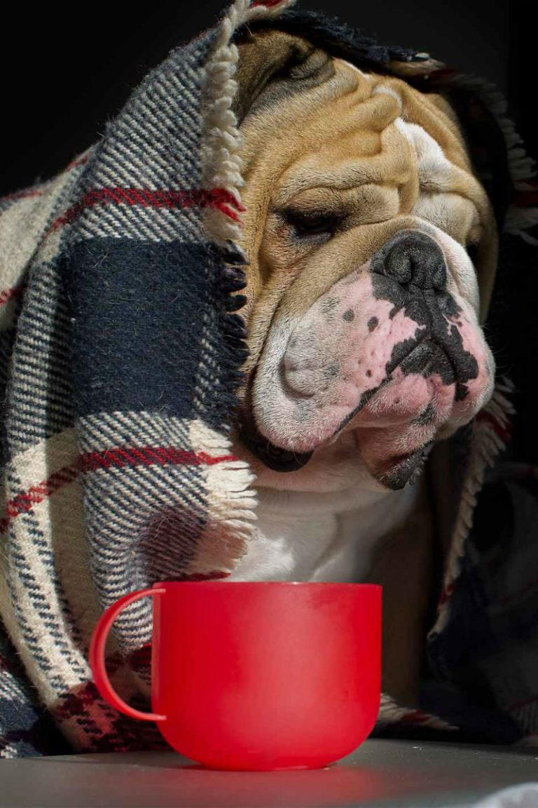 English Bulldog Health Problems