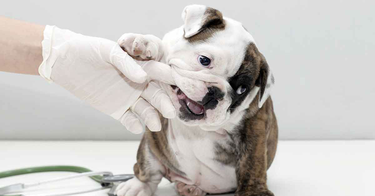 English Bulldog Health Problems