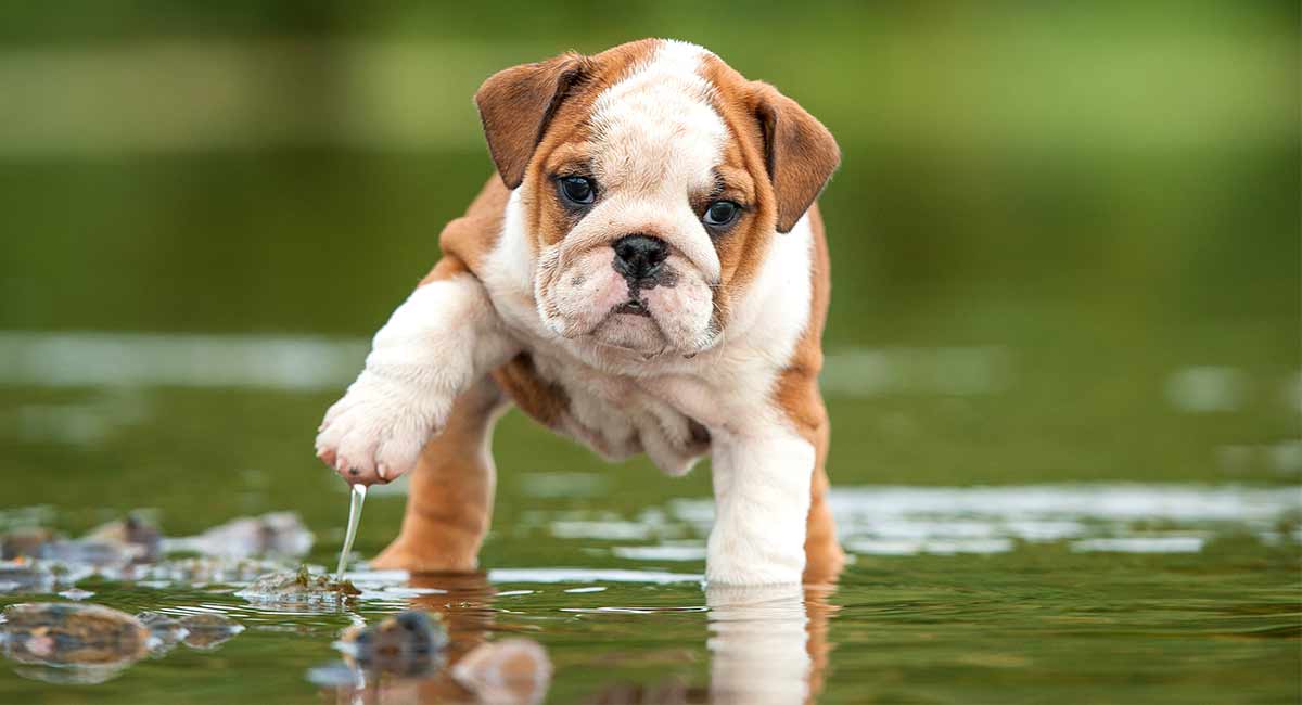 puppy bulldog