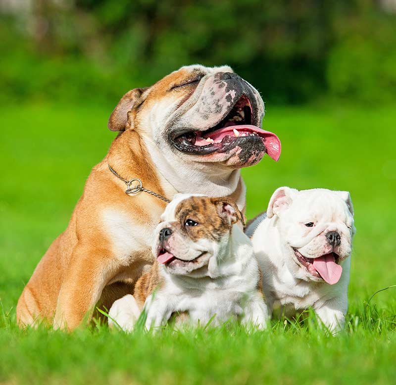 English Bulldog Temperament - Is the 'Bully' Really a Bully?