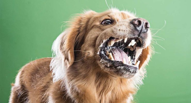 Food Aggression In Dogs: Causes And Cure