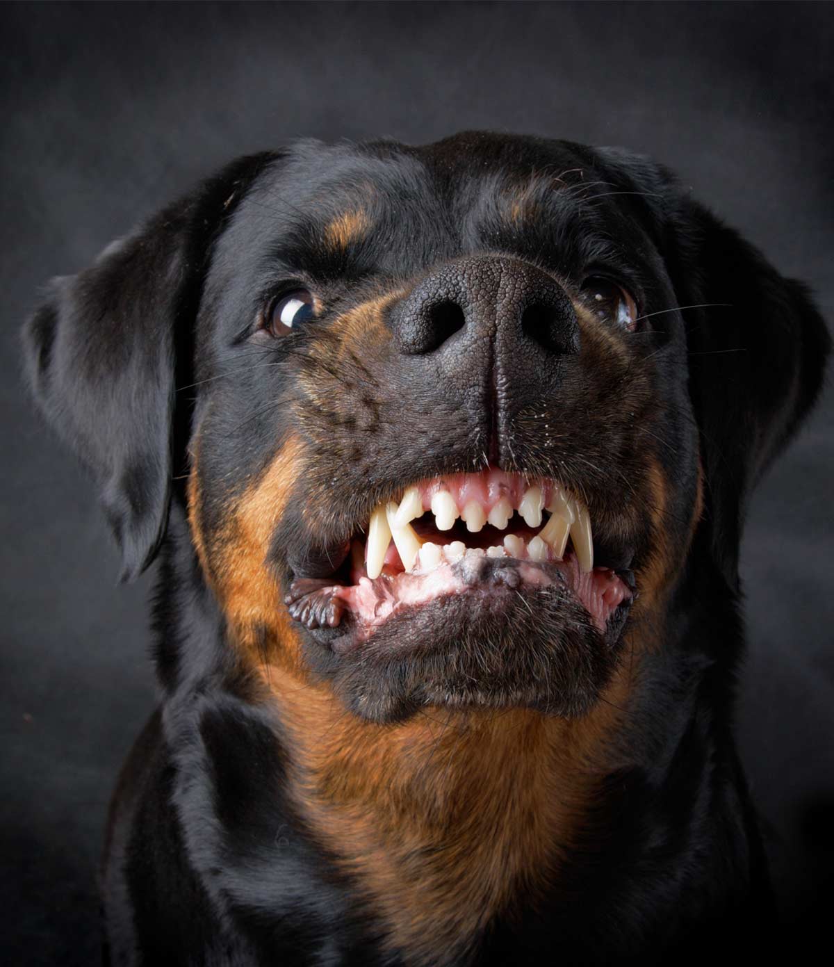 rottweiler puppy food aggression