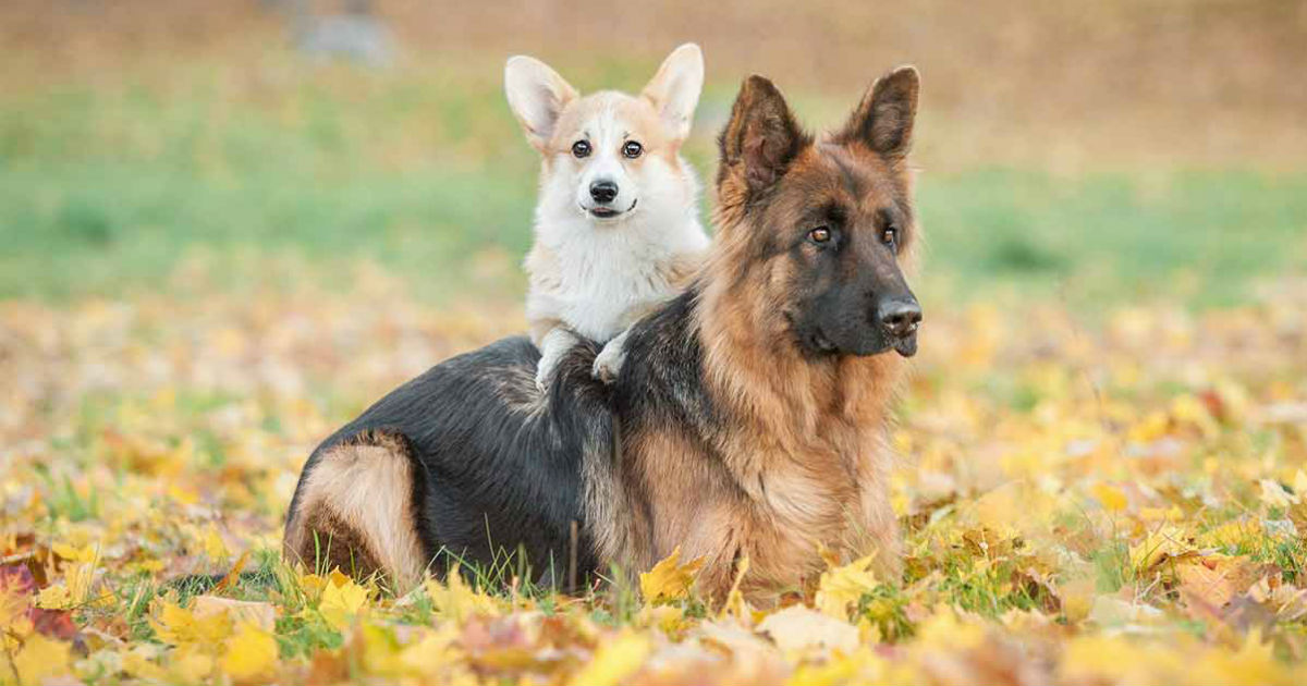 corgi german shepherd