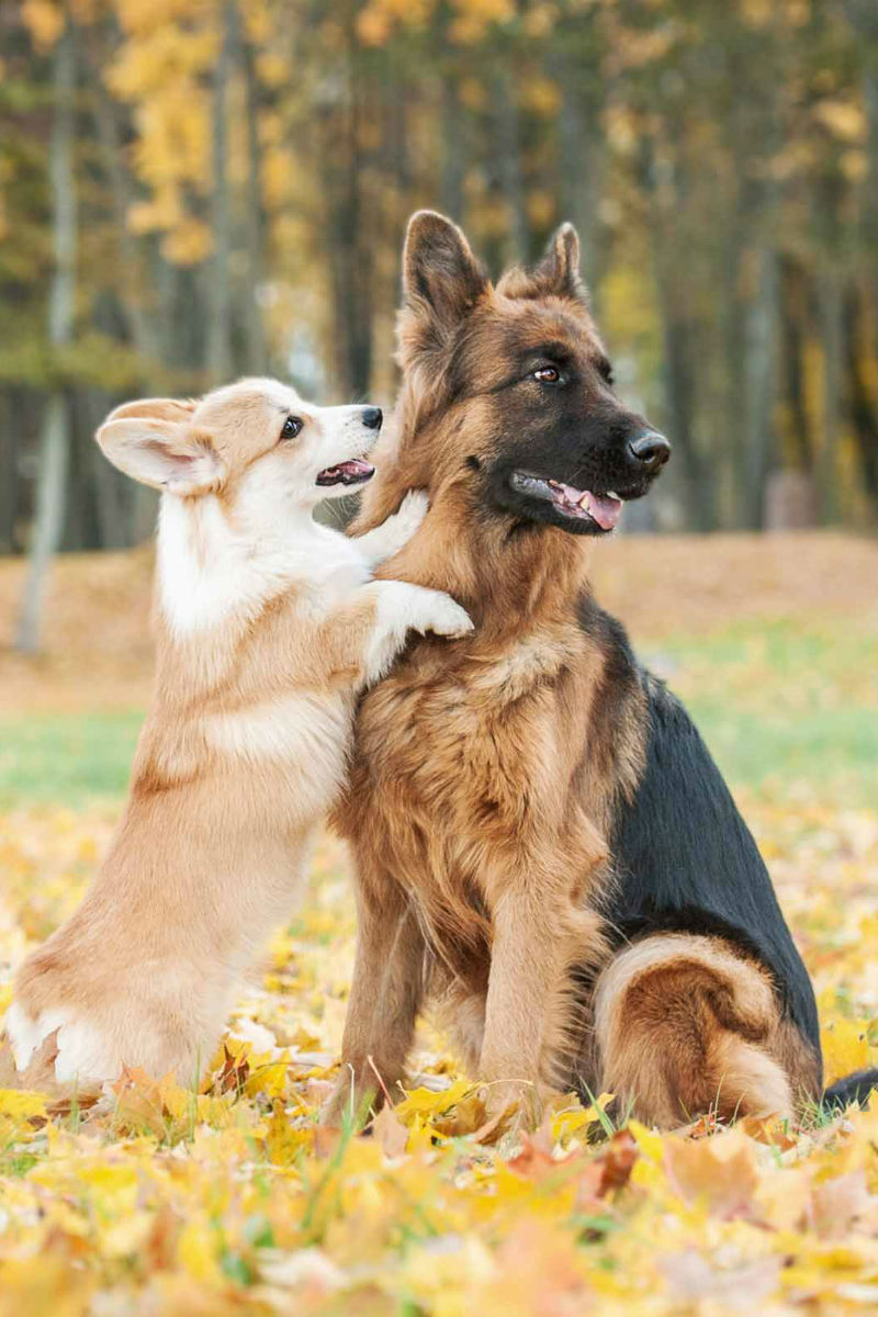 corgi mixed with german shepherd