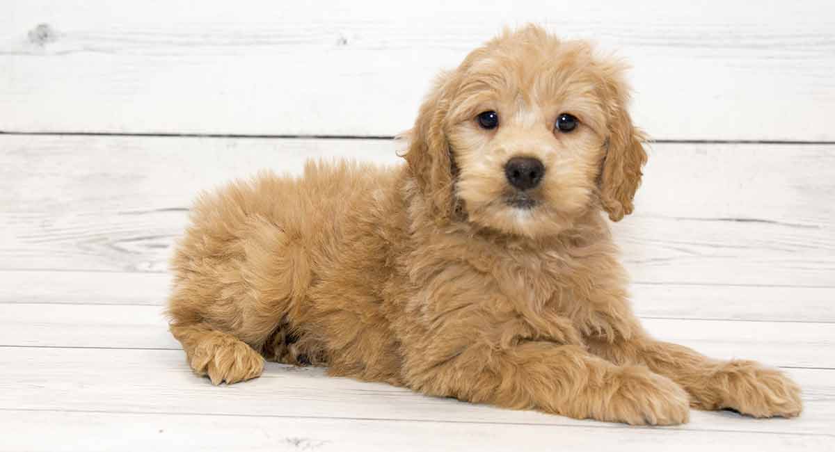 The Golden Retriever Poodle Mixed Breed