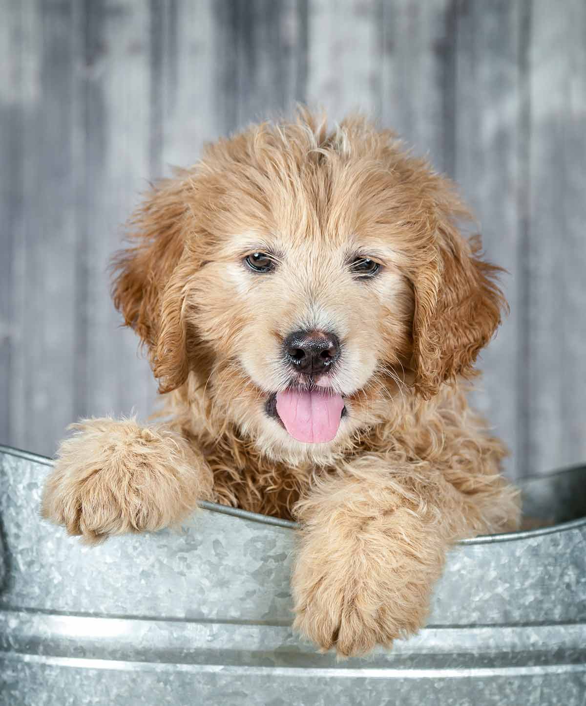 Pudel Golden Retriever Mix