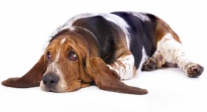 hind leg weakness in dogs