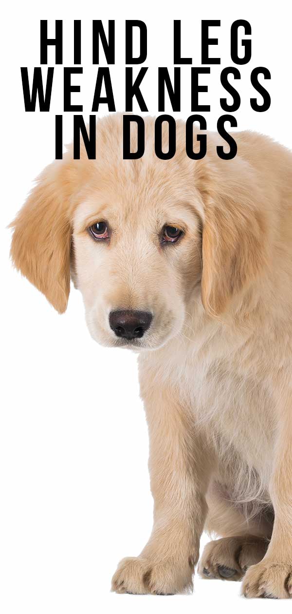 hind leg weakness in dogs
