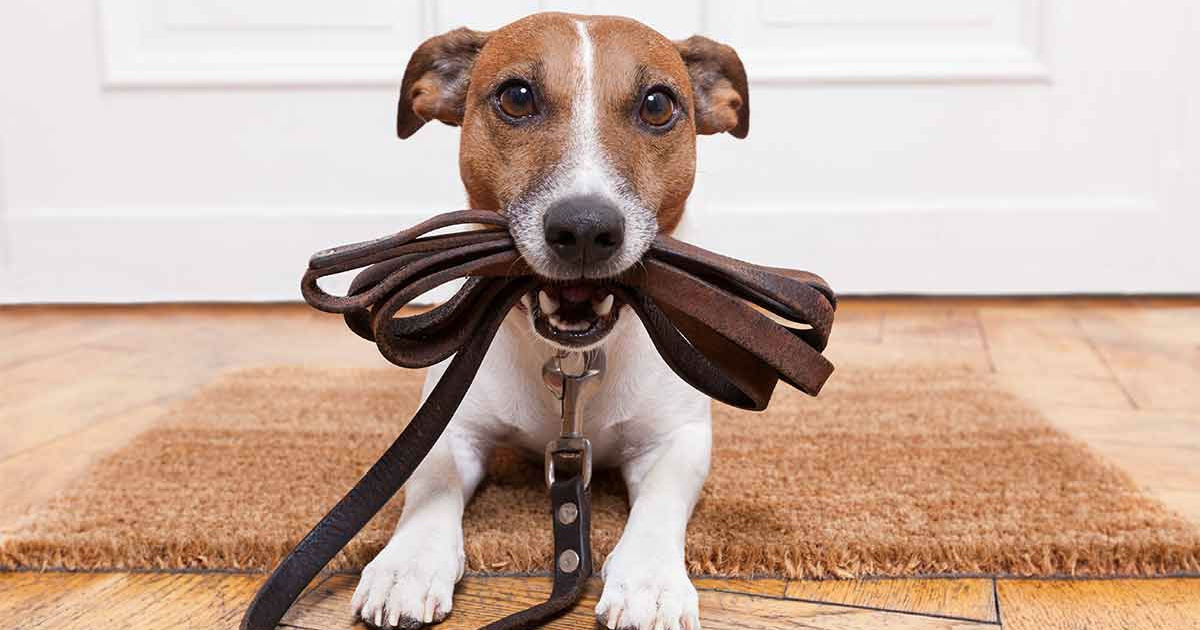 what can cause a dogs back legs to stop working