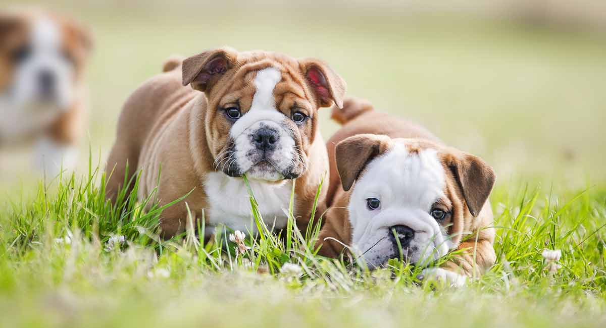 how long do olde english bulldogs grow