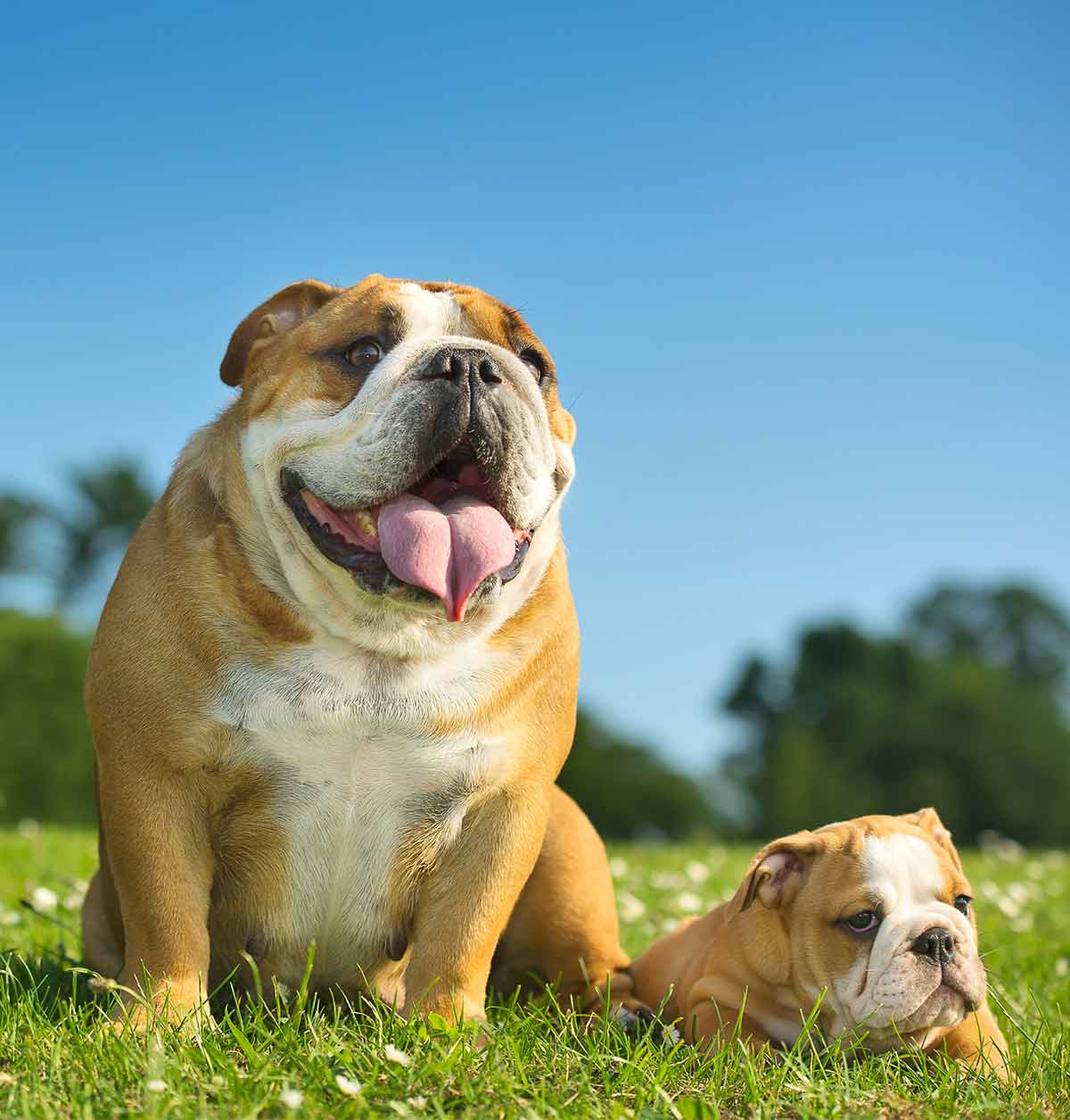 how old is the oldest english bulldog