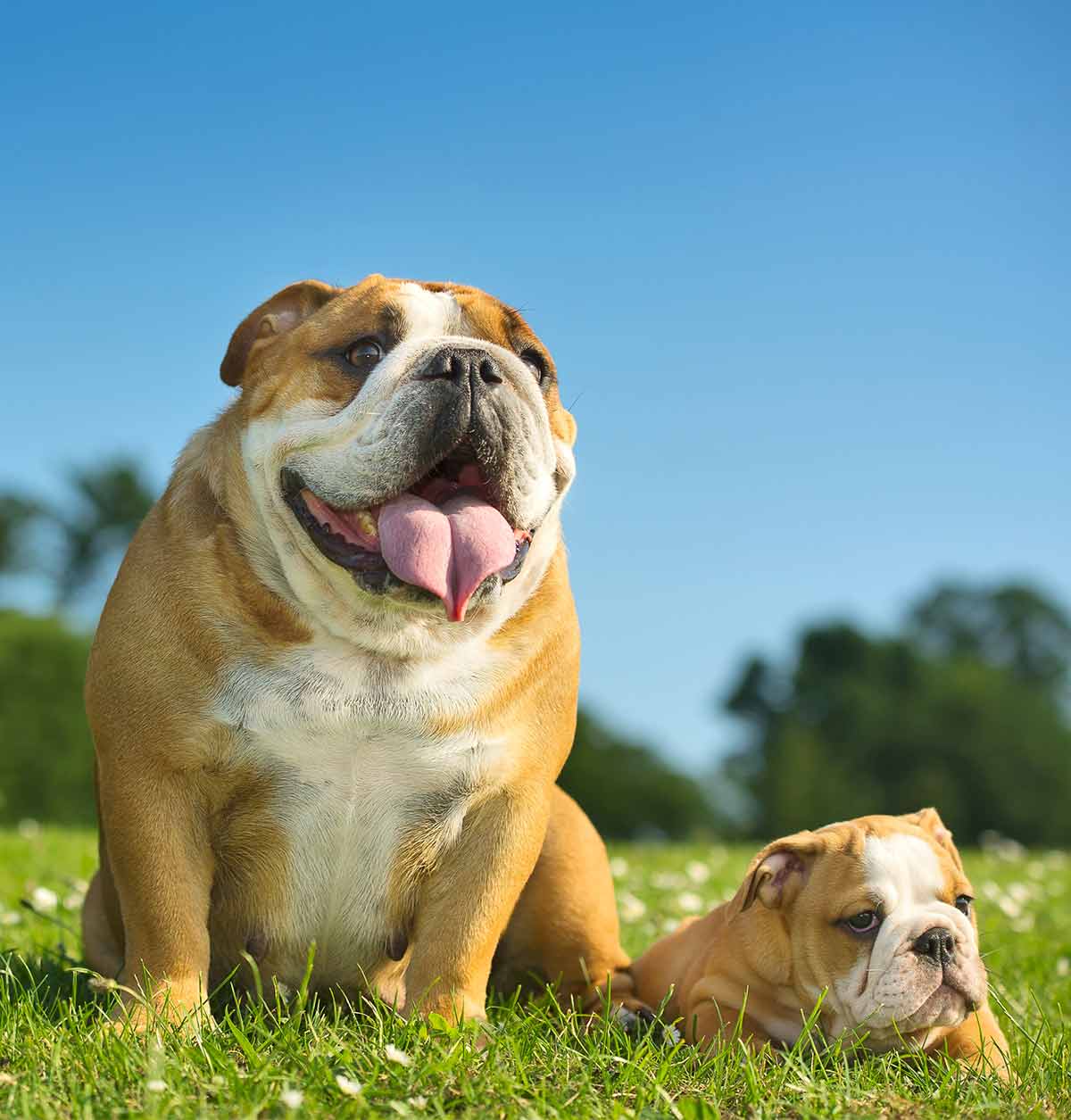 English Bulldog Lifespan How Long Do English Bulldogs Live English Bulldog Lifespan How Long Do English Bulldogs Live