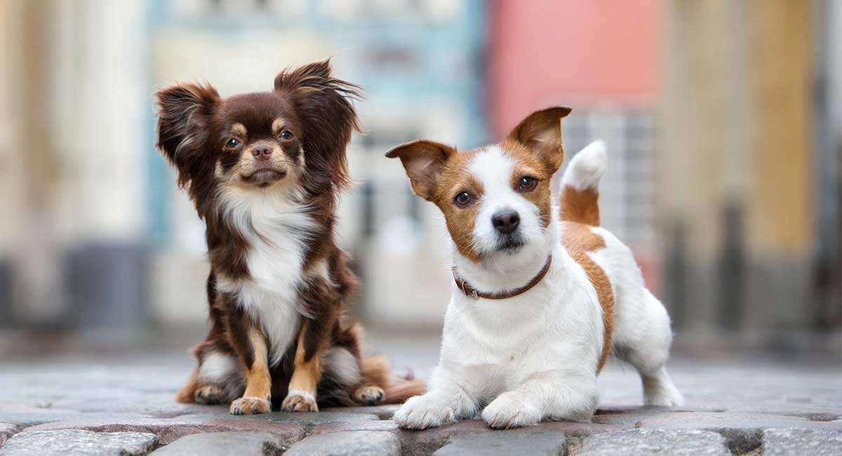 Jack Russell Chihuahua Mix Could The Jack Chi Be Your Perfect Pet