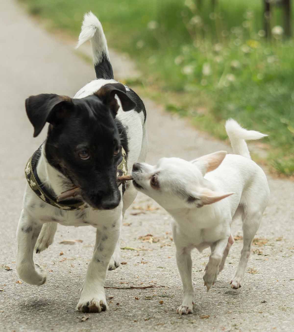 how big do jack russell terrier chihuahua mix get