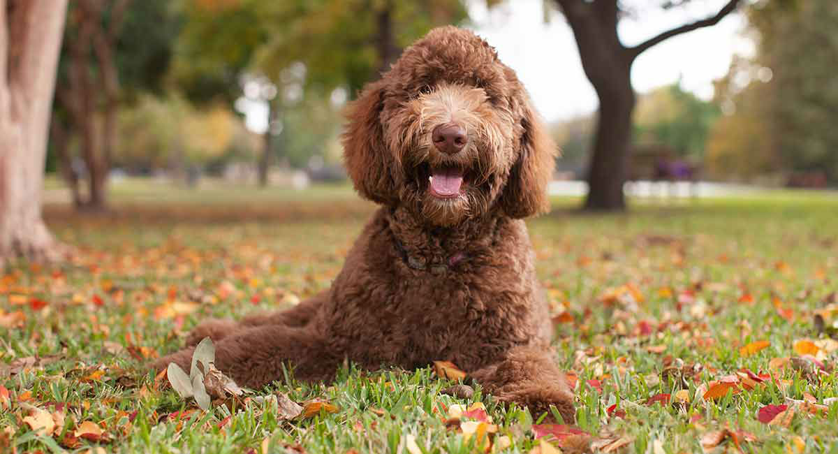 Labradoodle Dog Breed Information Center - The Lab Poodle Mix Breed