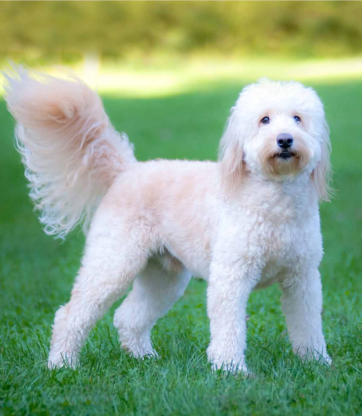 great white labradoodle