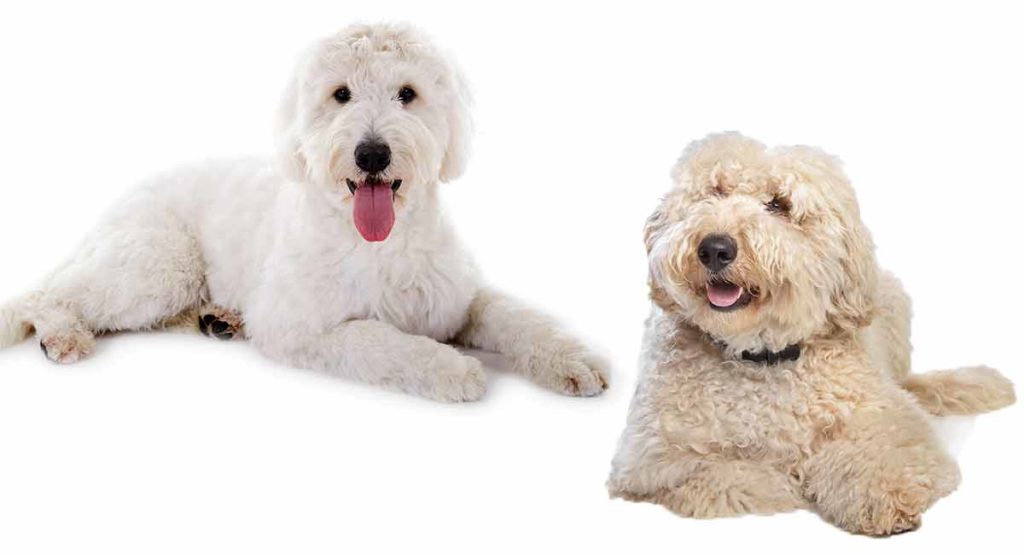 labradoodle vs goldendoodle