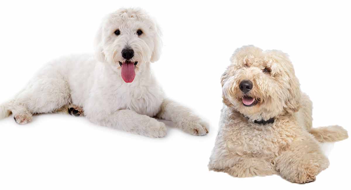 pictures of labradoodles and goldendoodles