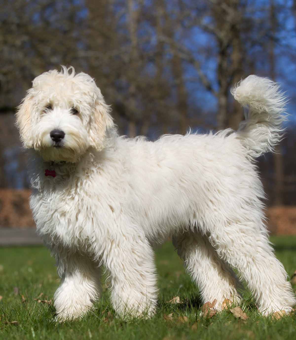 white miniature labradoodle