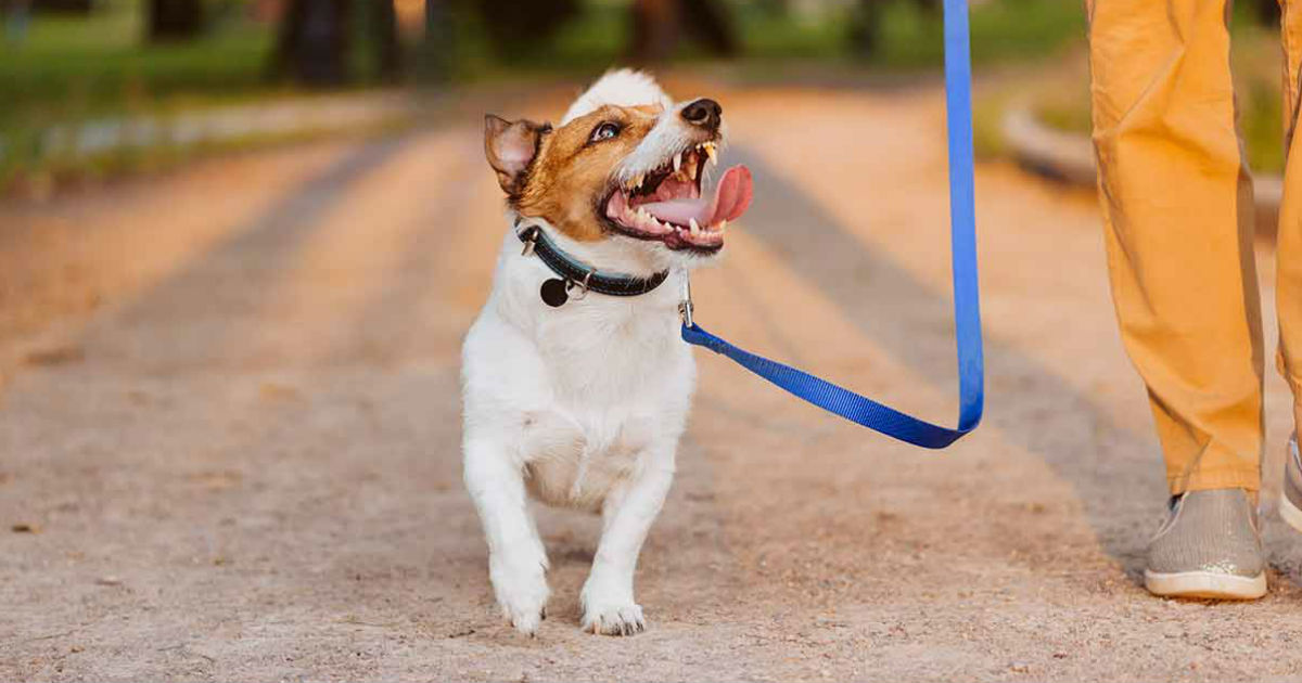 walking on a leash