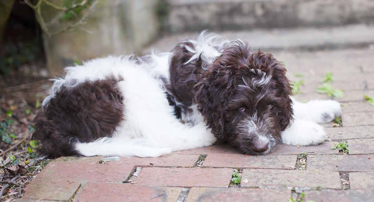 newfoundland poodle