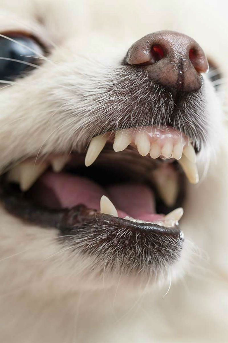 what causes a dog to have an overbite