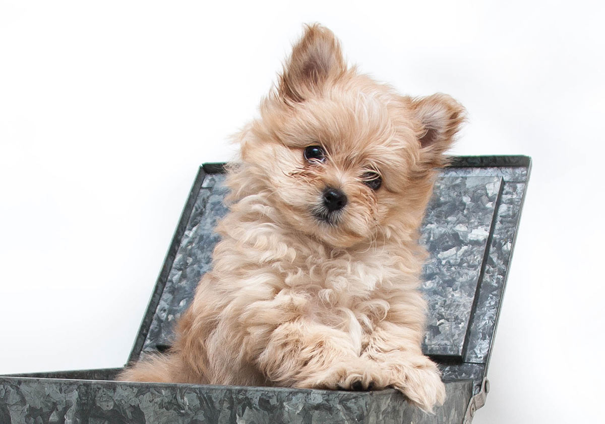 pomapoo - pomeranian poodle mix