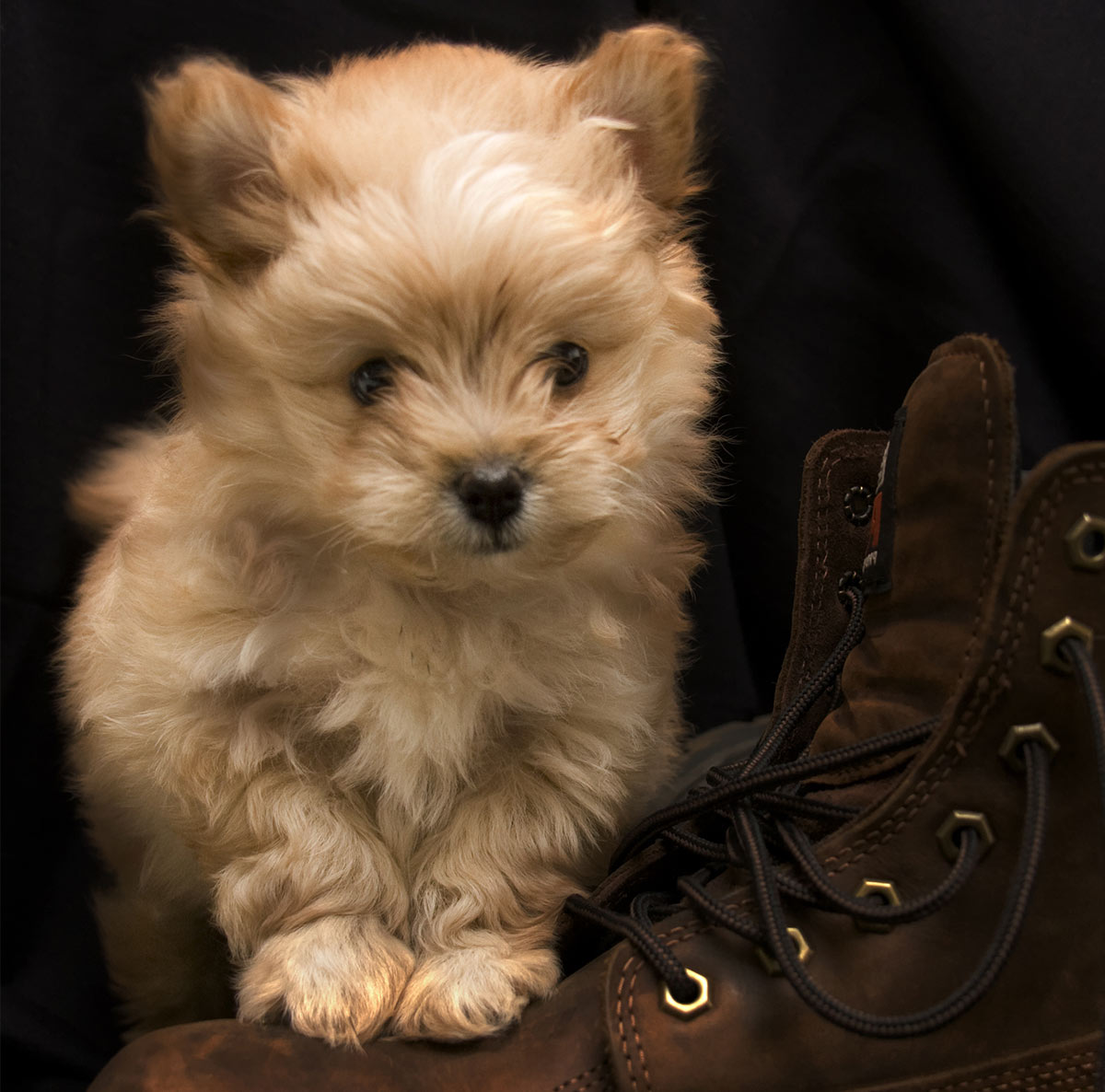 pomapoo puppy