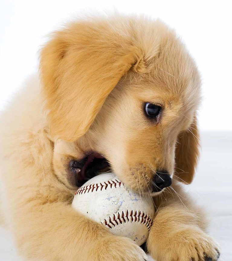 Top 10 Puppy Essentials What To Buy Before He Comes Home