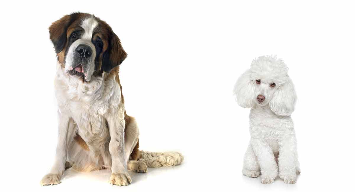 Saint Berdoodle The St Bernard Poodle Mix Breed Guide