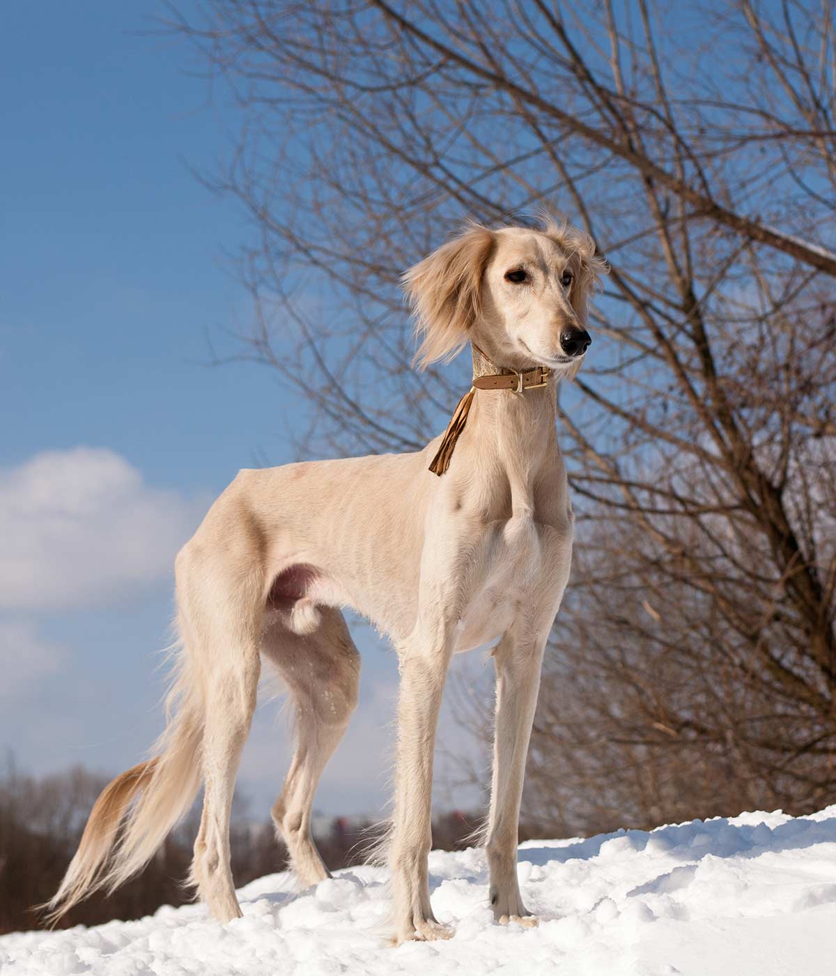 saluki puppy