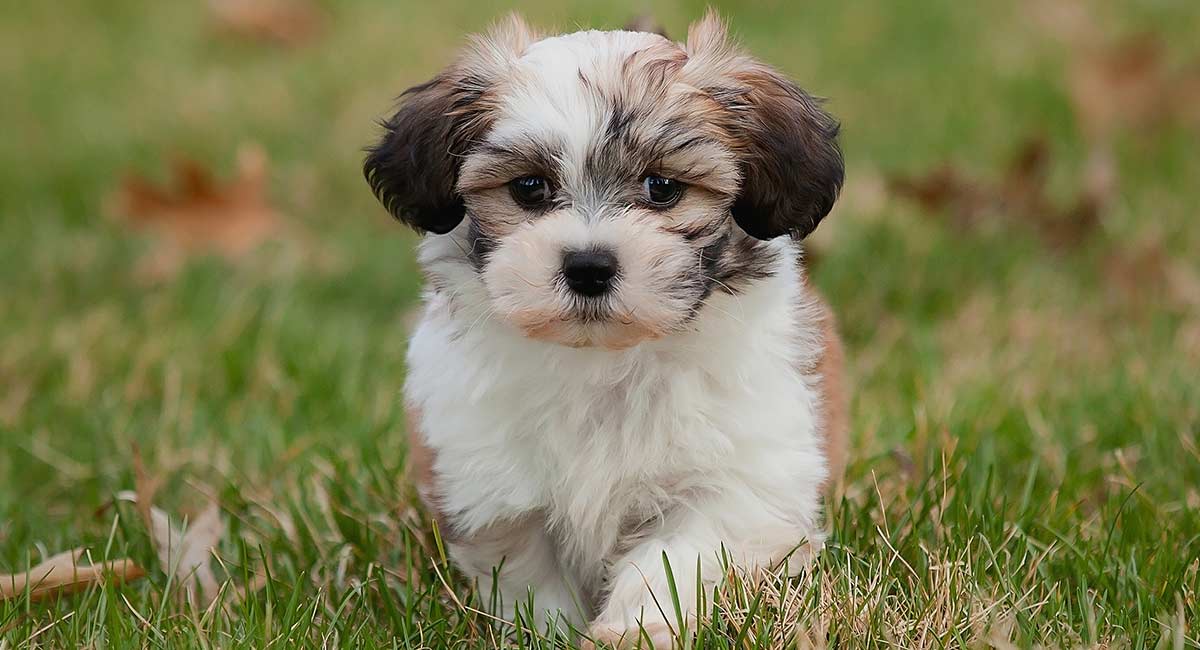 shichon teddy bear dog