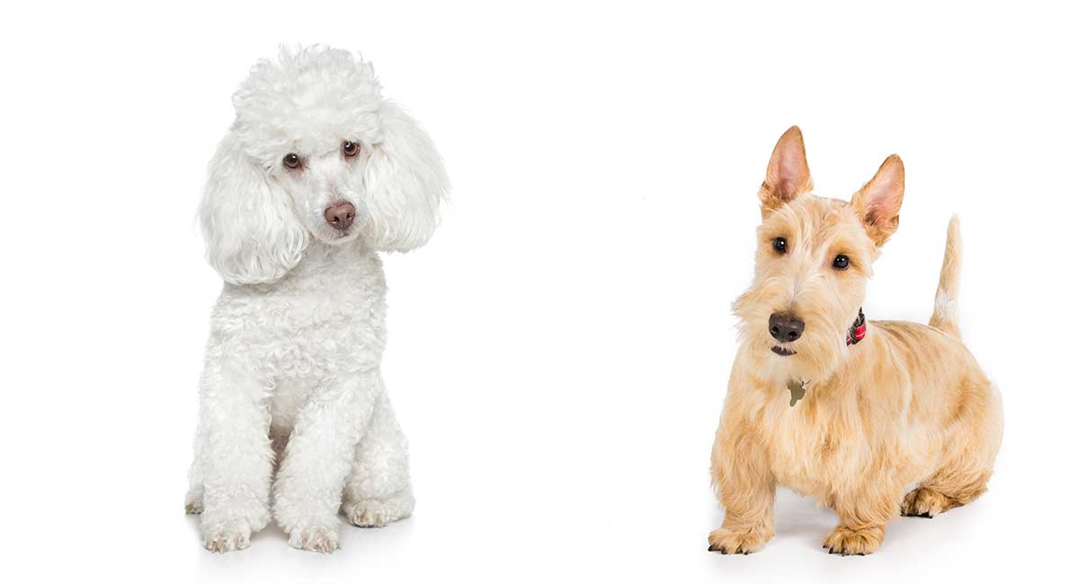 how much do poodle terriers cost