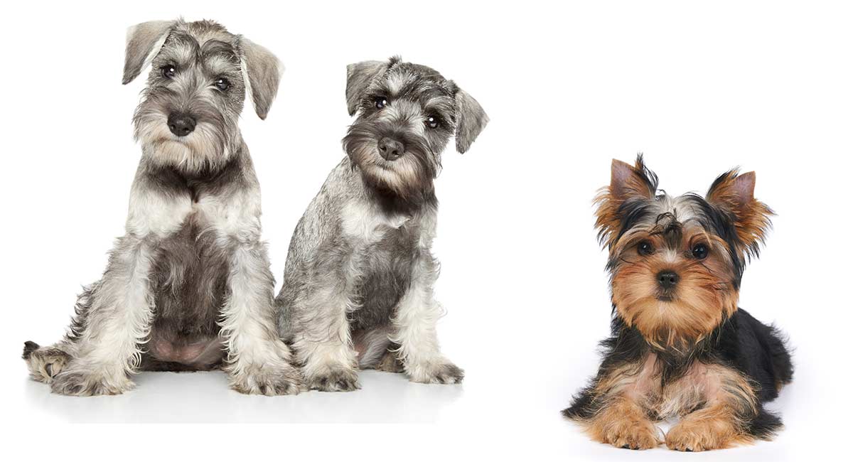 Yorkie best sale mini schnauzer