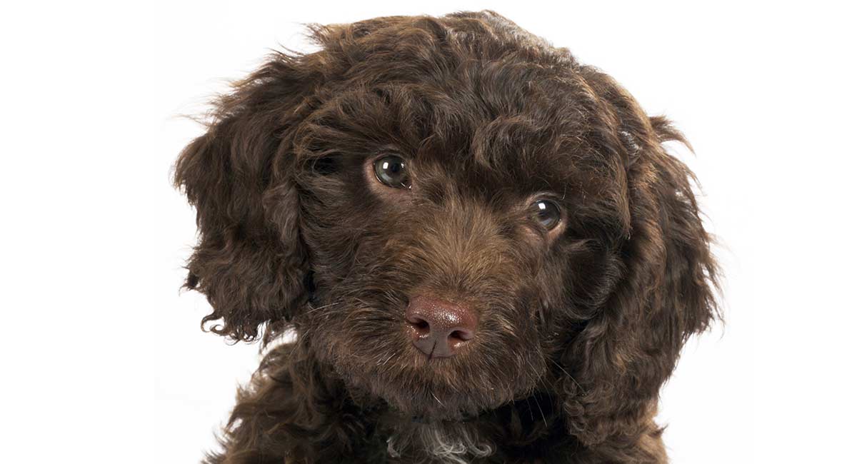 springer spaniel crossed with a poodle