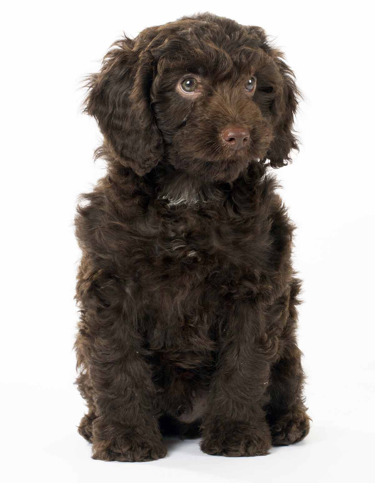 springer spaniel crossed with a poodle