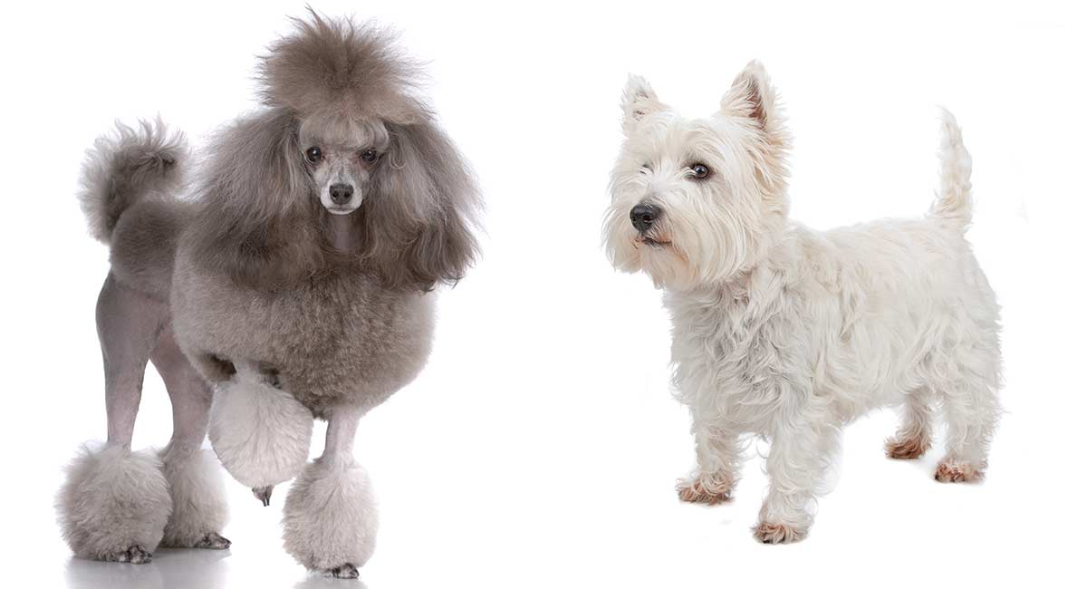 a poodle next to a west highland white terrier demonstrating the westiepoo's parents
