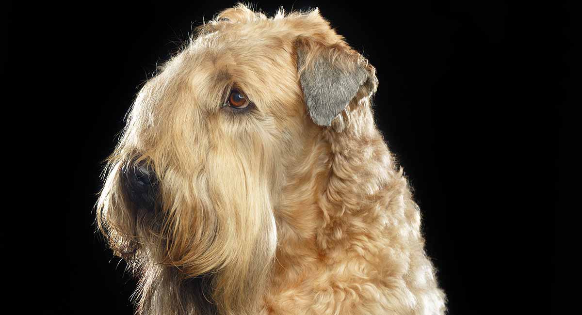 wheaten terrier biting