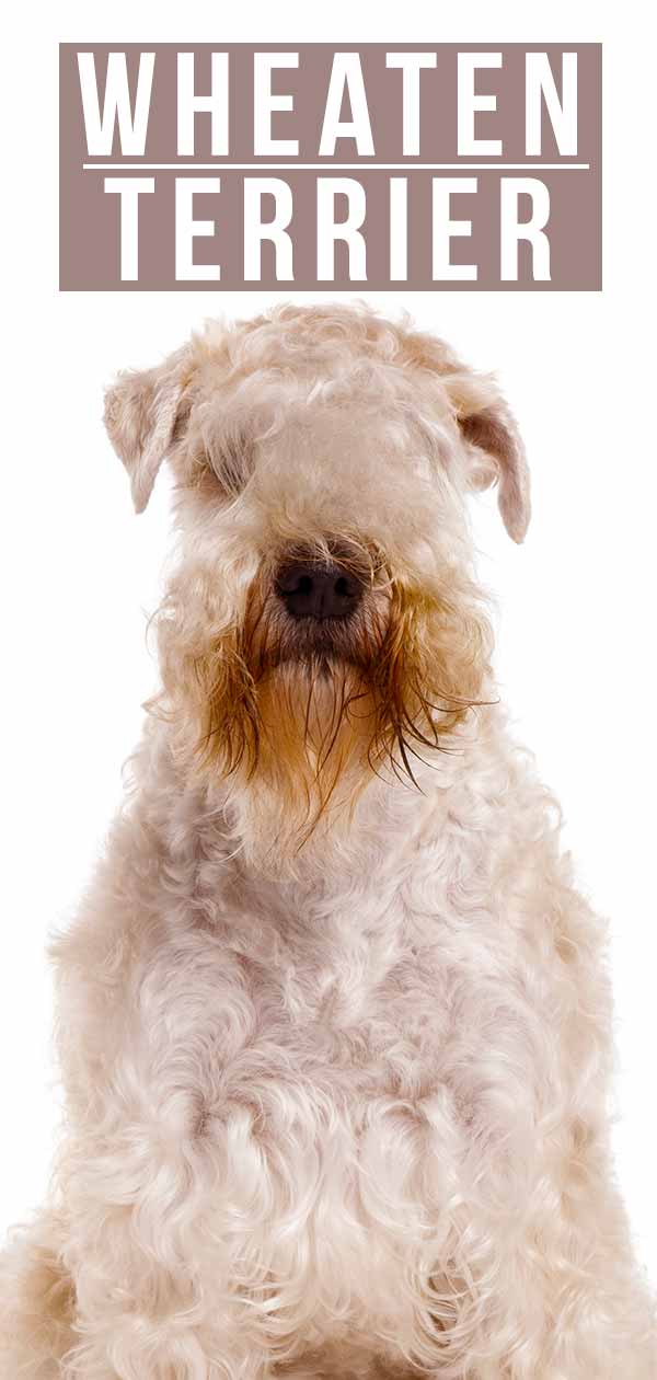 Wheaten Terrier Dog Breed Information: The Soft Coated Wheaten Terrier