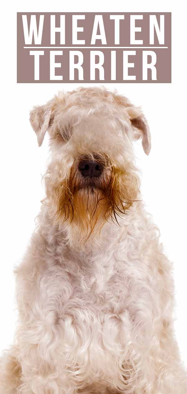 are pig ears bad for a soft coated wheaten terrier