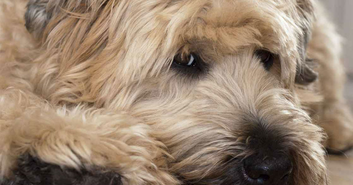 wheaten terrier puppy biting