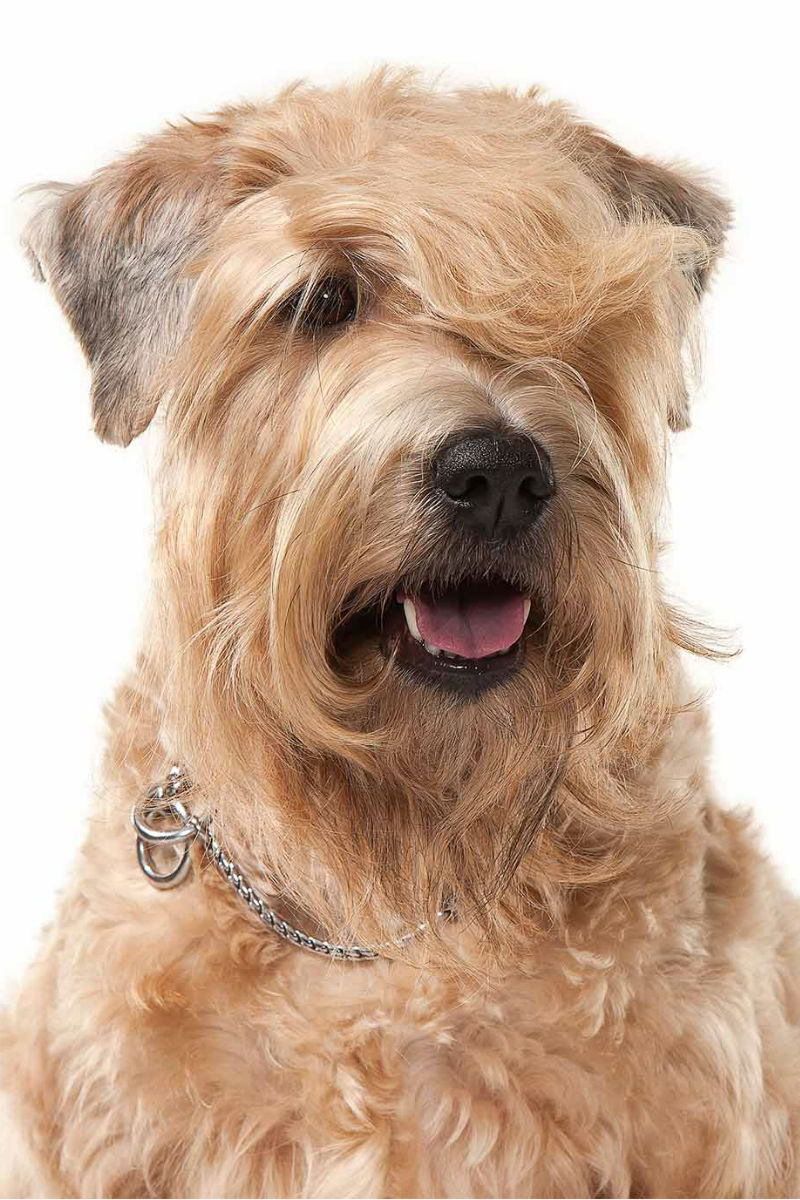 dogs that look like wheaten terriers