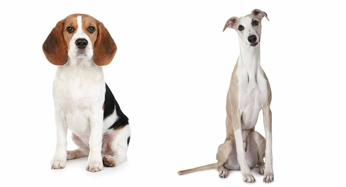 petulance overførsel Æsel Whippet Beagle Mix – Beautiful Blend Or Crazy Combination?