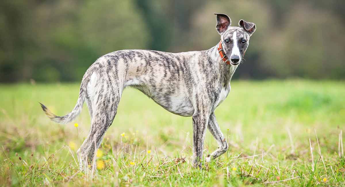 What is the average lifespan of a whippet